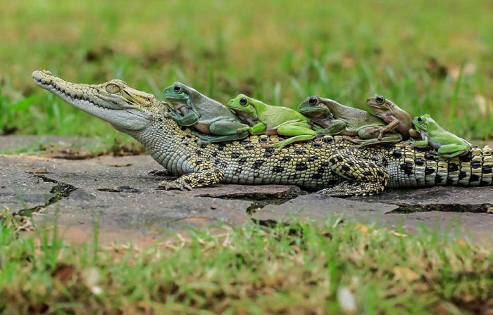 frog and crocodile friends