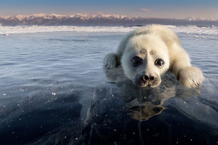 Baby seal, Lake Baikal, Siberia, Russia