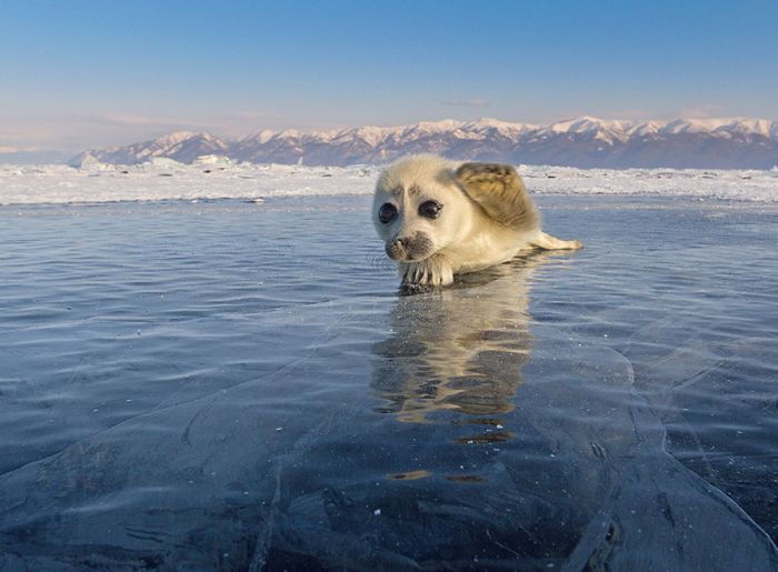Baby seal, Lake Baikal, Siberia, Russia