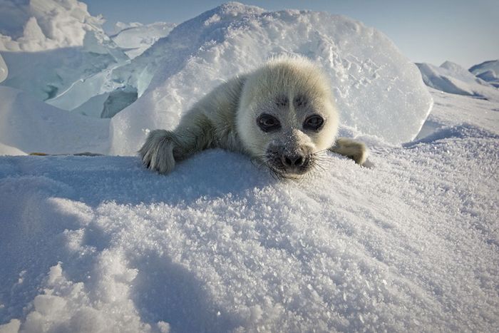 Baby seal, Lake Baikal, Siberia, Russia