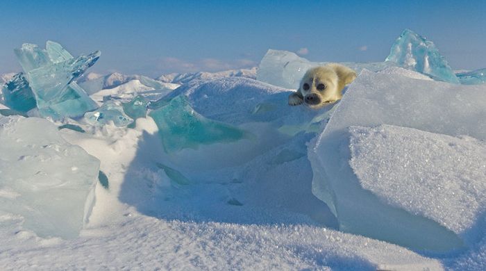 Baby seal, Lake Baikal, Siberia, Russia