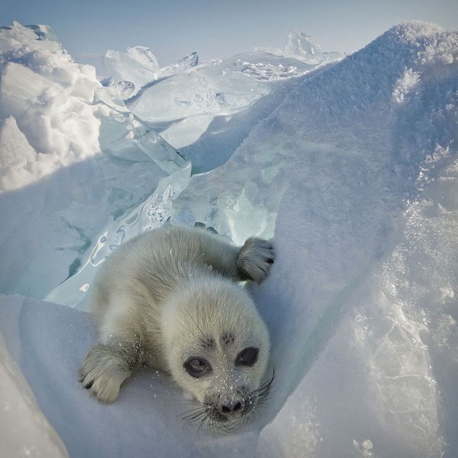 Baby seal, Lake Baikal, Siberia, Russia