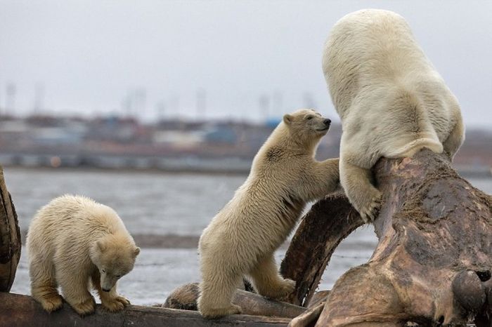 Polar bears eating a dead whale, Alaska, United States