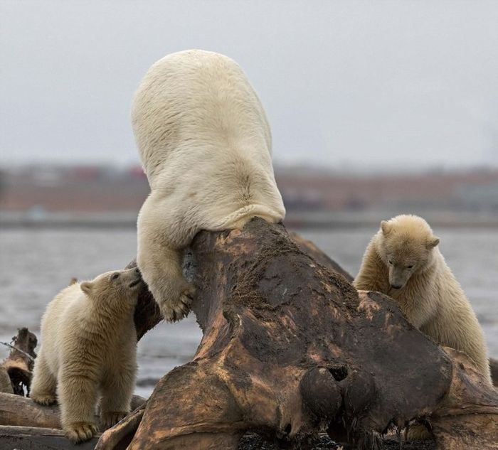 Polar bears eating a dead whale, Alaska, United States