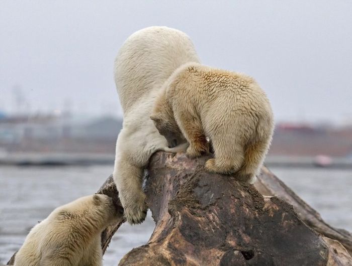 Polar bears eating a dead whale, Alaska, United States