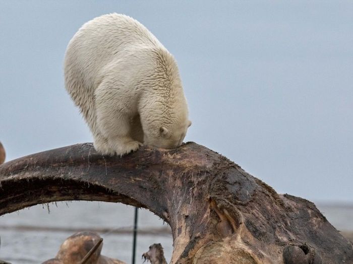 Polar bears eating a dead whale, Alaska, United States