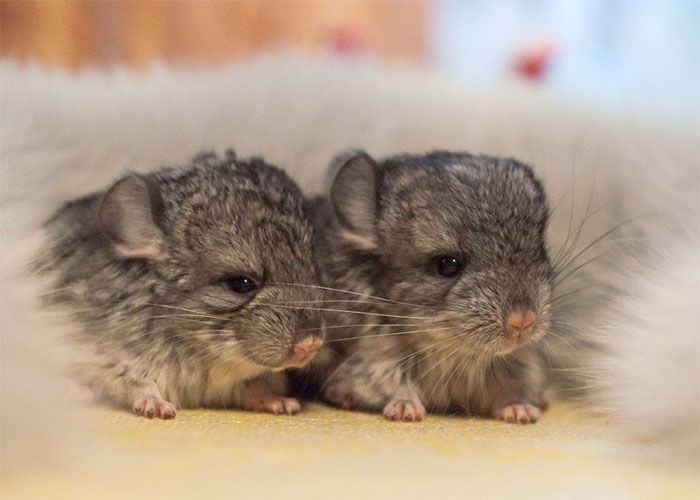 baby chinchillas