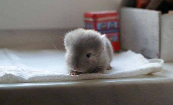 baby chinchillas