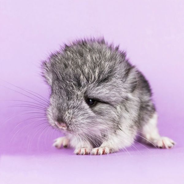 baby chinchillas