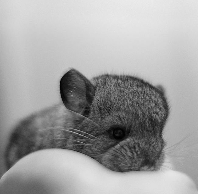 baby chinchillas