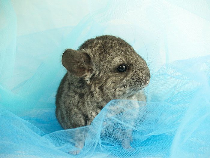 baby chinchillas