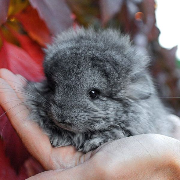 baby chinchillas