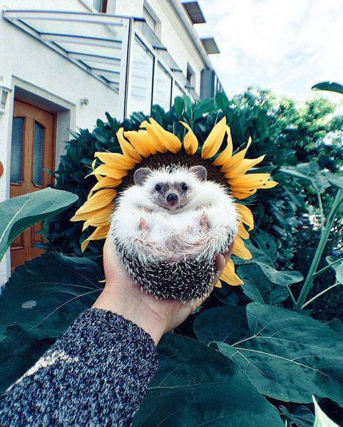 cute hedgehog