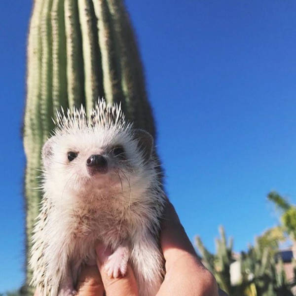 cute hedgehog