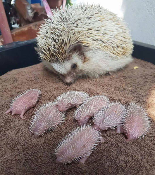 cute hedgehog