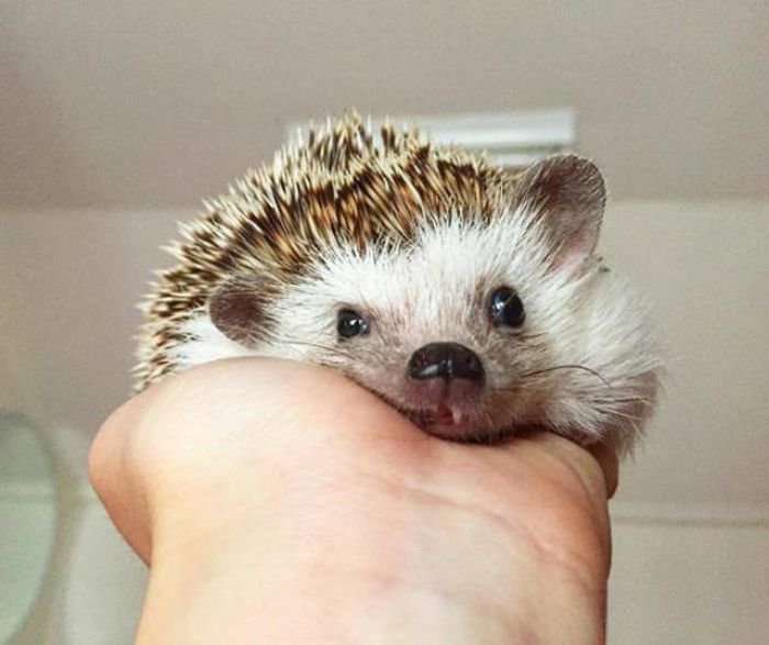 cute hedgehog