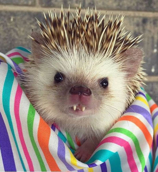 cute hedgehog