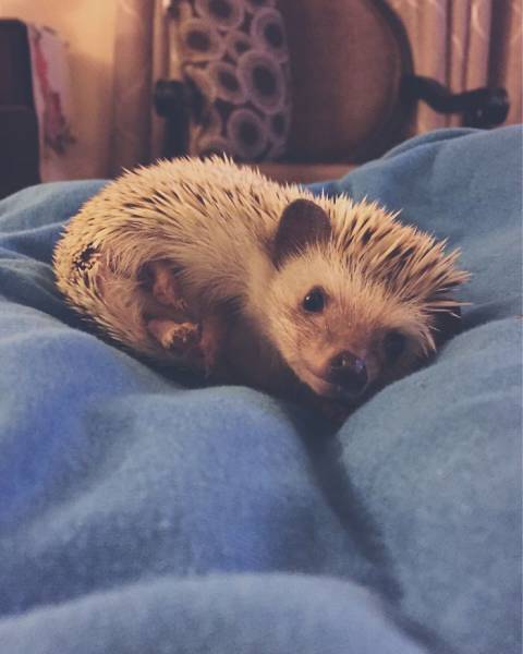 cute hedgehog