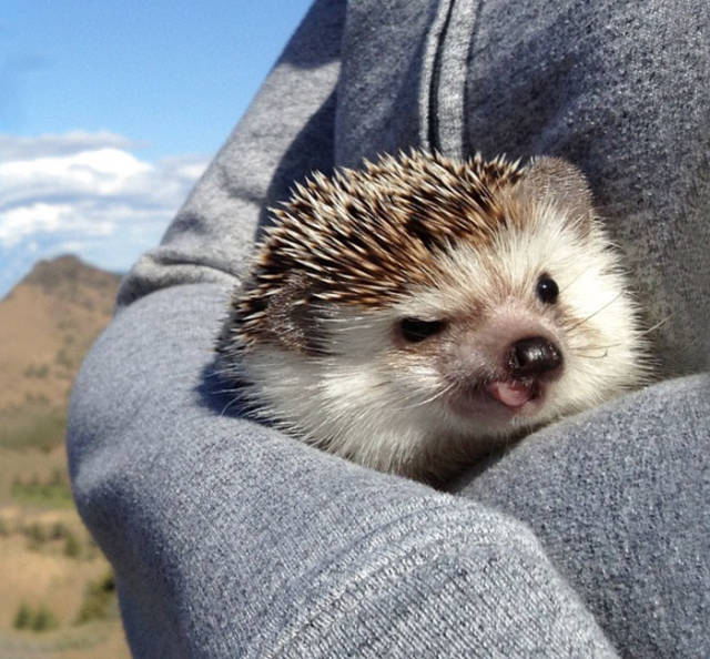 cute hedgehog