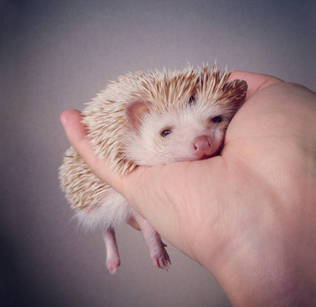 cute hedgehog