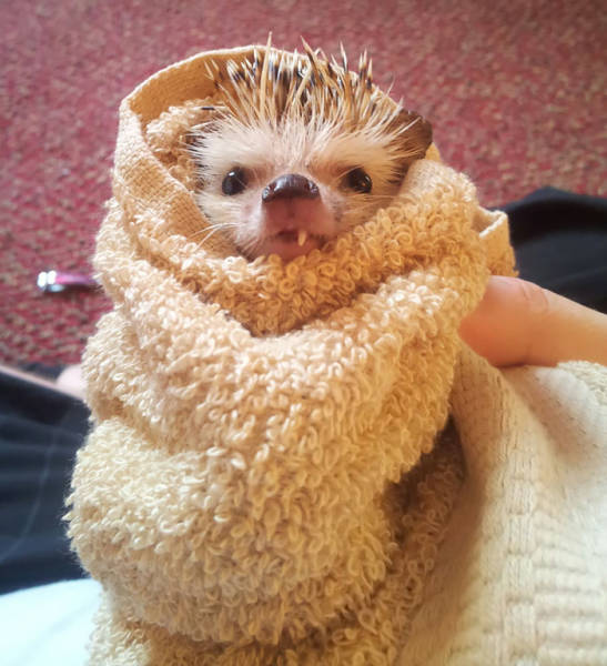 cute hedgehog