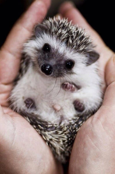 cute hedgehog