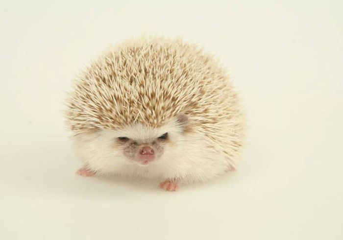 cute hedgehog