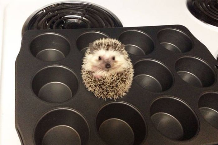 cute hedgehog