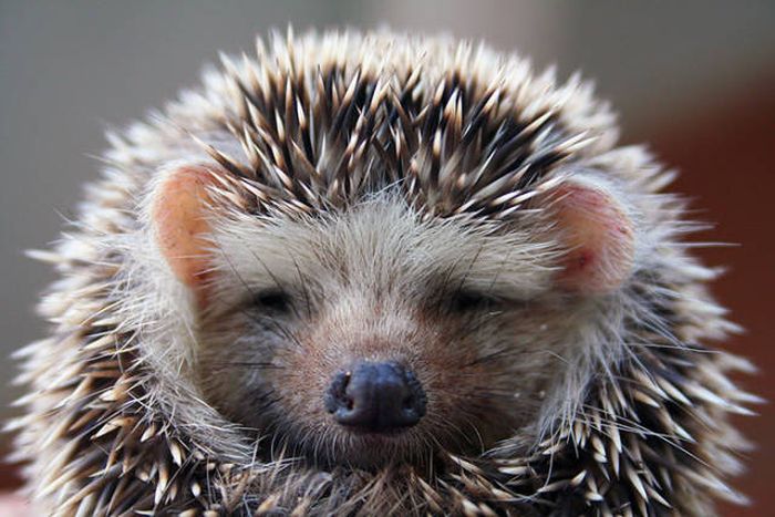 cute hedgehog