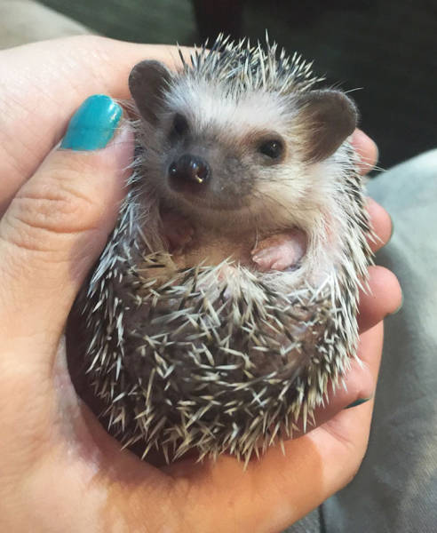 cute hedgehog