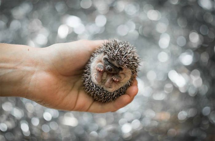 cute hedgehog