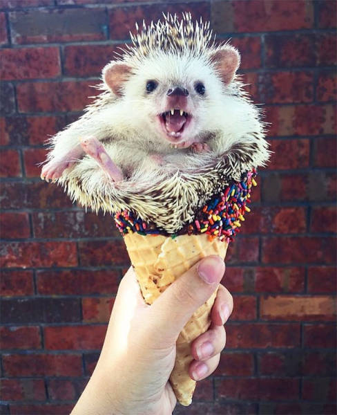 cute hedgehog