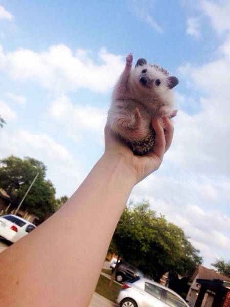 cute hedgehog