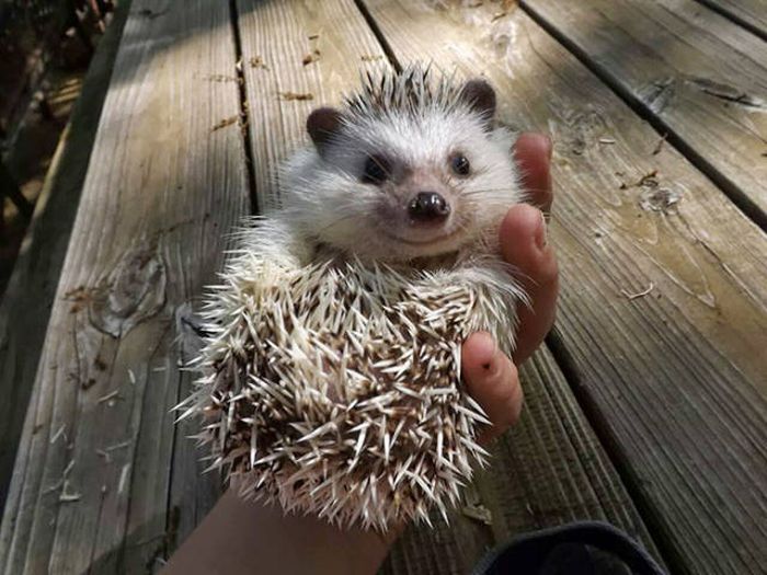 cute hedgehog