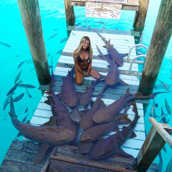 playing with sharks