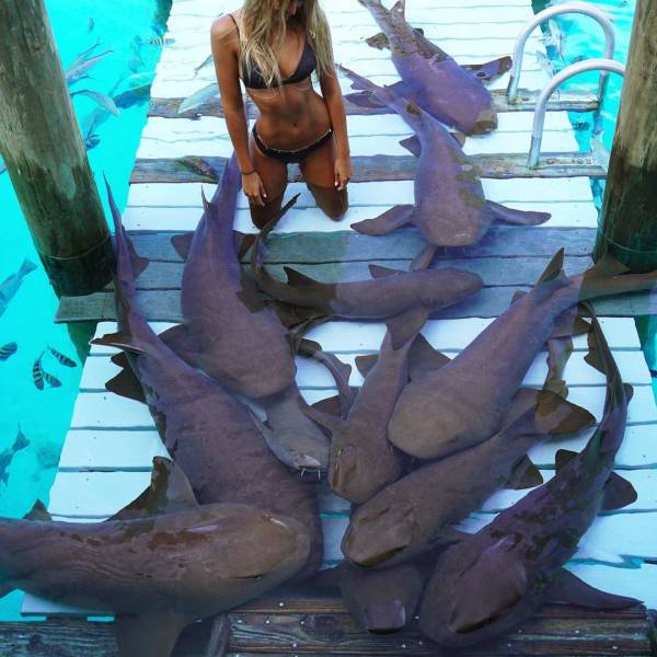 playing with sharks