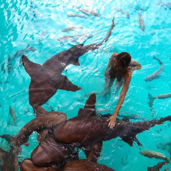 playing with sharks
