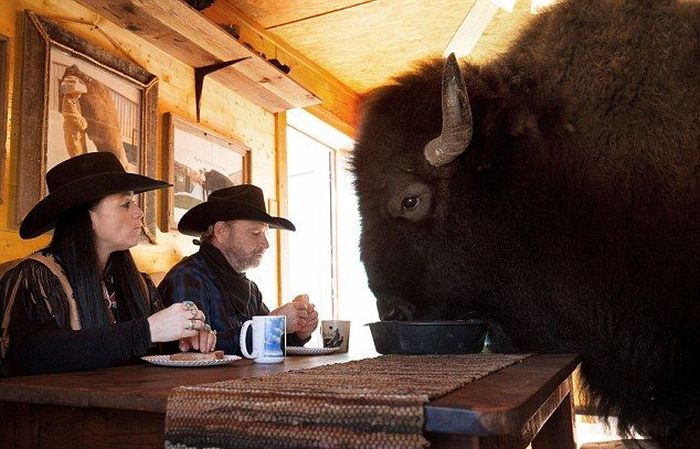 bison pet