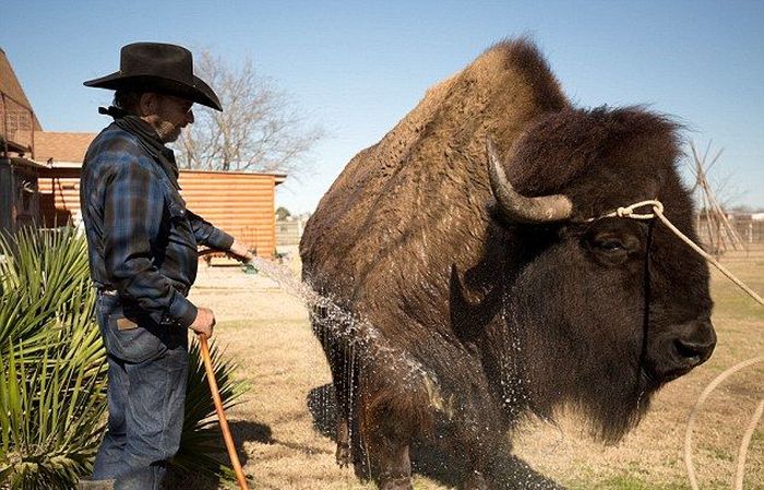 bison pet