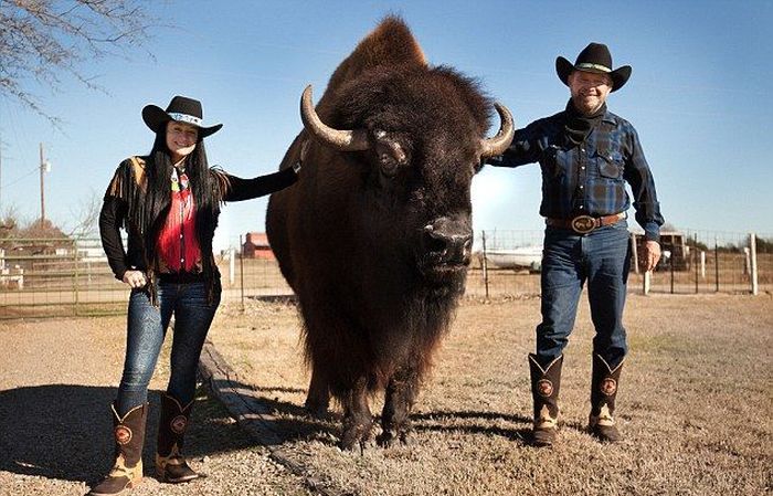 bison pet