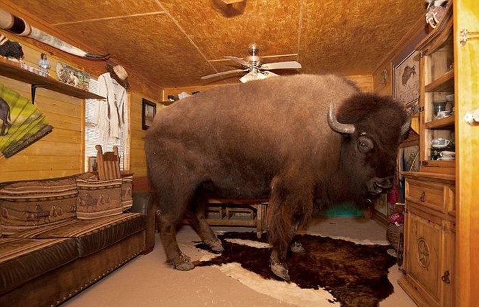 bison pet