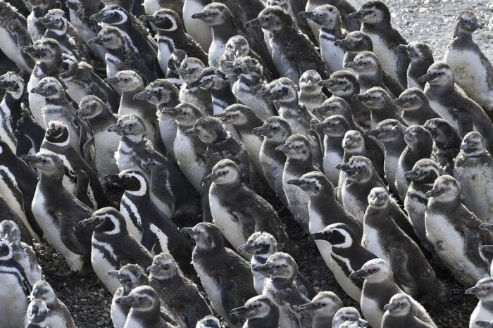 penguins