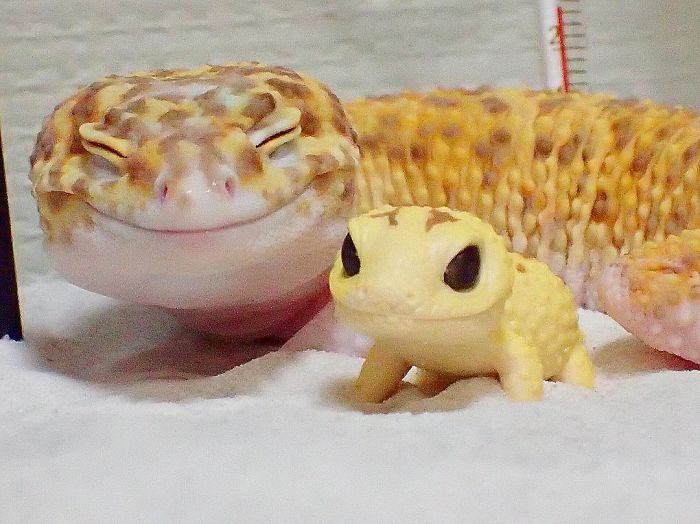 smiling gecko lizard