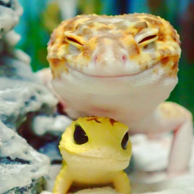 smiling gecko lizard