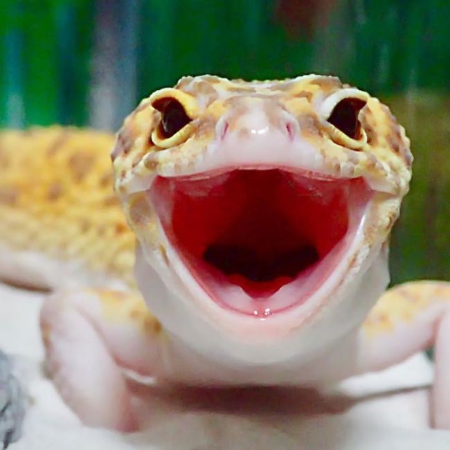 smiling gecko lizard