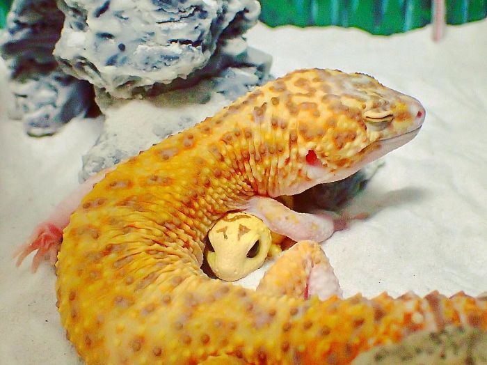 smiling gecko lizard