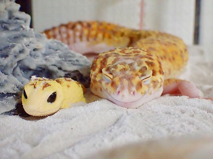 smiling gecko lizard