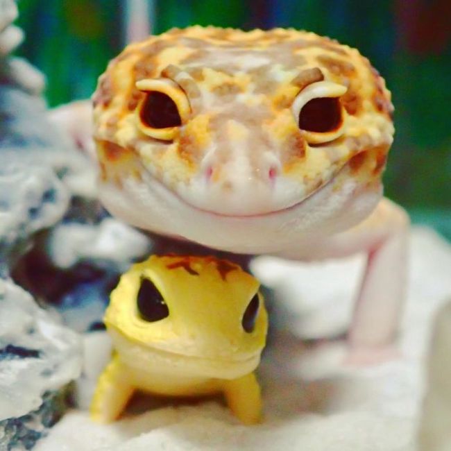 smiling gecko lizard