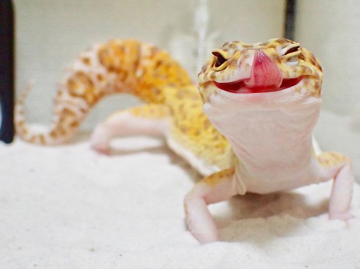 smiling gecko lizard