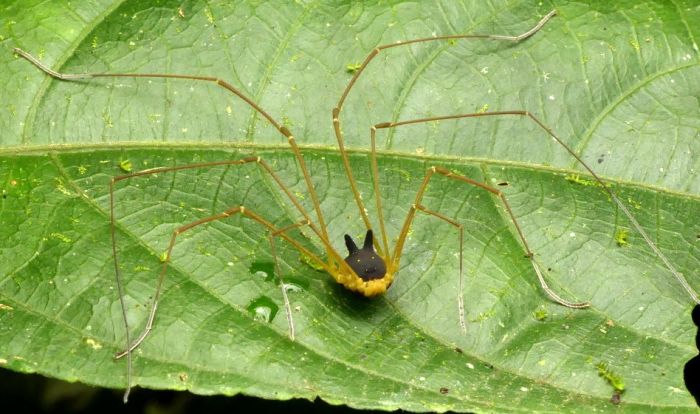 harvestman arachnid